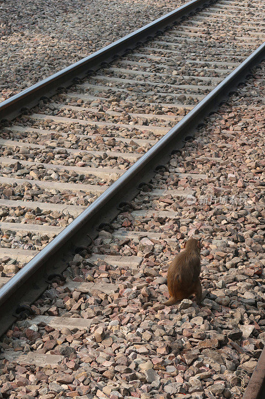 野生恒河猴(Macaca mulatta)在印度北方邦铁路线的铁轨和碎石上徘徊